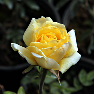 Trandafir cu parfum discret - Csodálatos Mandarin